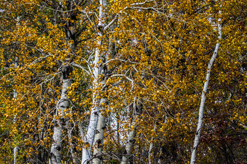 artistic fall view of trunks of birch trees in autumn