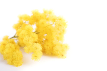 Fresh mimosa flower on white