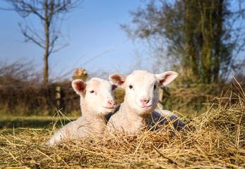 Schafhaltung - zwei Zwillingslämmer liegen in der Frühlingssonne