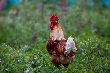 Village cock roaming the streets in India. These birds usually roam with three to four hens and they provide food for villagers.