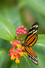 heliconius