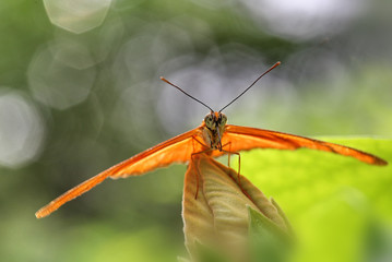 papillon exotique