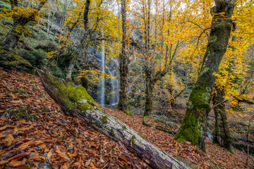 Bosque de castaños con preciosa catarata en otoño