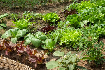 Vegetables growing out of the earth in the garden