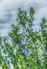 rosemary in flowers blooming with blurred background spring