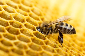 Foto auf Acrylglas Biene Biene