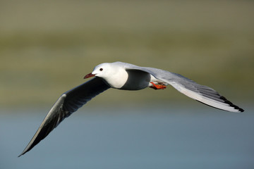 Slender-billed seagull in flight