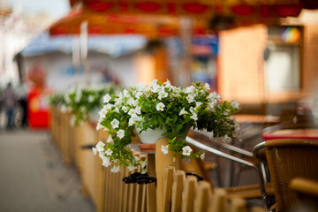 Flowers on the streets in cafe of Ternopil.
