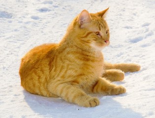 Red-haired cat on the snow. 
