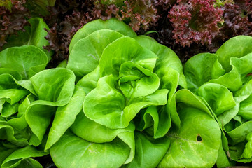 Vegetables growing out of the earth in the garden