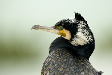 Beautiful Great cormorant
