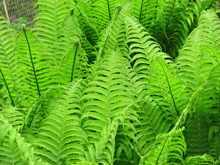 Green fern bracken