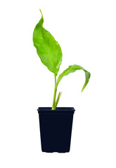 Young spathiphyllum plant
