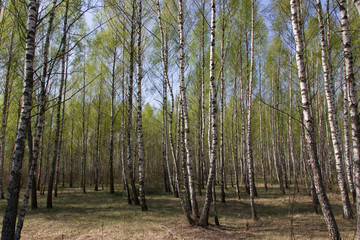 Spring birch grove with fresh leaves