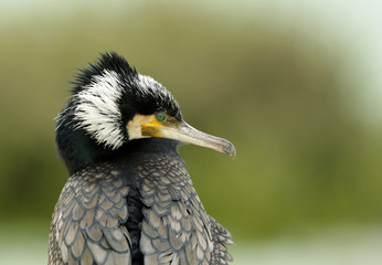 Great cormorant with feather details