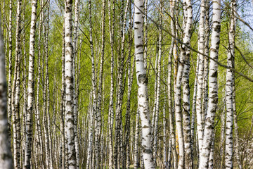 Spring birch grove with fresh green leaves