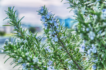 rosemary in flowers blooming with blurred background spring - 104009716