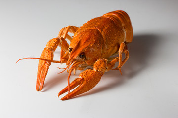 Delicious roasted red cancer on the table.