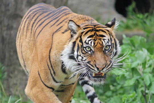 Sumatran tiger roars in the Warsaw Zoo. Close-up.
