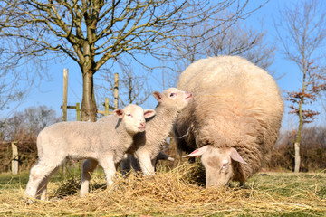 Zwei Lämmer mit Mutterschaf genießen die Frühlingssonne