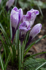 Crocus blanc violet de printemps 