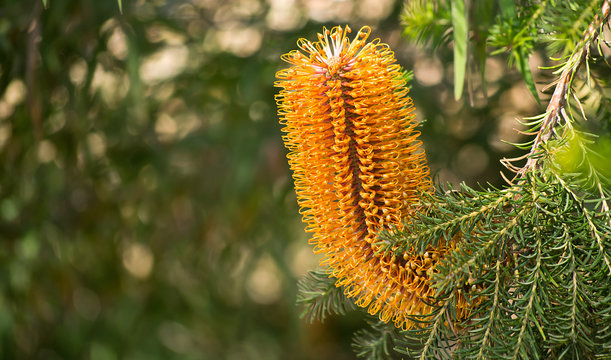 Fower of Banksia sp