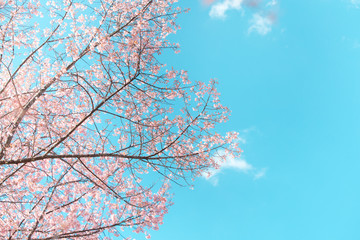 Wild Himalayan Cherry spring blossom