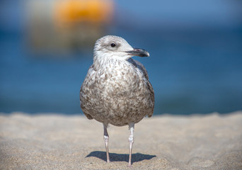 Möwe