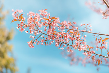 Wild Himalayan Cherry spring blossom