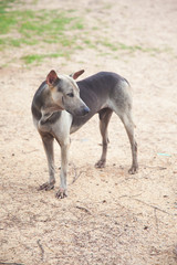 Old sad abandoned dog