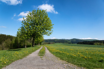 Fototapeta na wymiar Feldweg im Frühling - Wandern in Sachsen