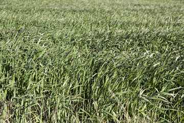 Background of fresh grass