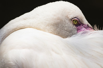 Fototapeta premium Flamingo