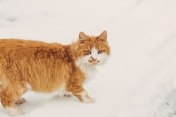 Portrait of homeless cat looking at camera