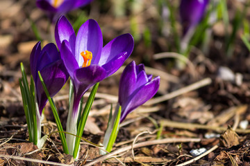 Fototapeta premium Krokus
