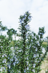 rosemary in flowers blooming with blurred background spring