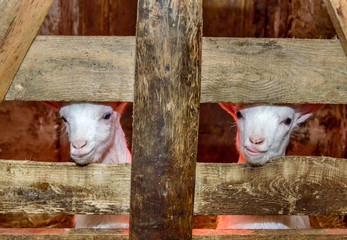 Goat kids at wooden fence