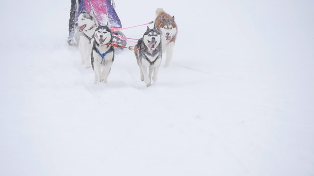 musher hiding behind sleigh at sled dog race in slow motion