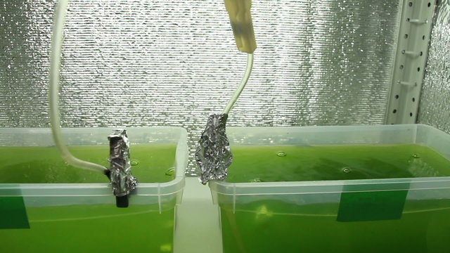 Two vessels filled with microalgae culture overview. Camera turns on the left. Focus on the air bubbles.