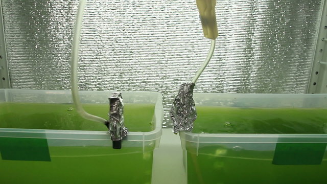 Two vessels filled with microalgae culture overview. Camera turns on the right. Focus on the air bubbles.