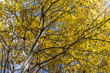 Golden Leaves on a Birch, or Aspen Tree with White Bark