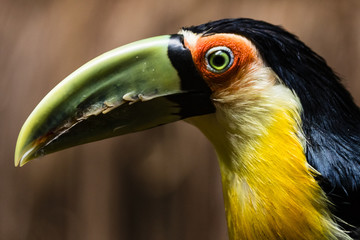 Toucan