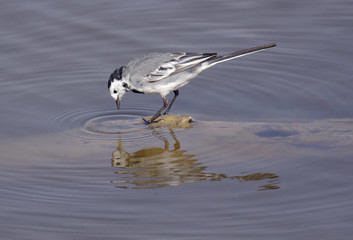 White Wagtail (Motacilla alba)