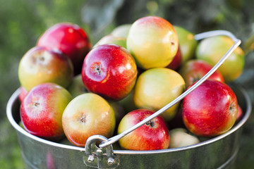 bucket full of ripe colorful apples 
