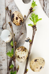 Quail eggs, green branches and white cutting board