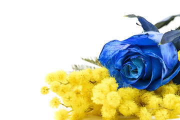 mimosa and blue rose on white background