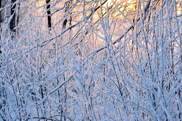Frosty winter day i