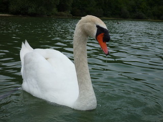 Schwan schwimmt auf einem See