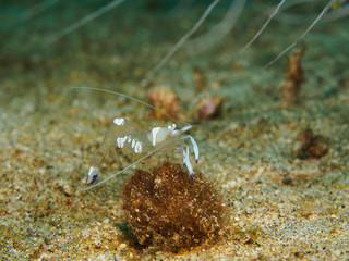 Underwater Anemone shrimp on snad