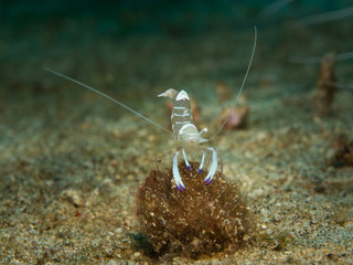 Anemone shrimp